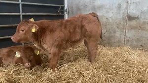 Lisna Some bull (LM9836)!!🔥🔥🔥 An outstanding Lisna Some Bull commercial heifer on the farm of Dermot Shaughnessy! Lisna Some Bull an exceptional son of Loyal who carries 1 copy of the Q204x myostatin variant! Use Some Bull today to breed the next commercial show champion! | Progressive Genetics