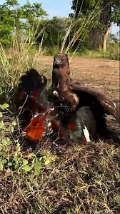 Black Changeable Hawk Eagle catch a big roaster Changeable Hawk Eagle Life