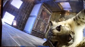 Smile for the camera! Snow Leopard Days are half off admission every day through December and January. Come enjoy our warm indoor exhibits, hot chocolate, and winter themed animal enrichment for a deal that can’t be beat. #WhiskerWednesdays | Tulsa Zoo