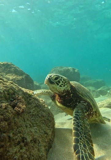 Happy Wahine on TikTok