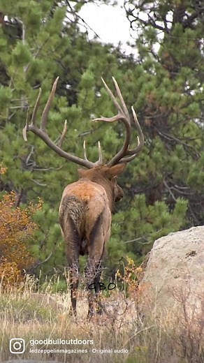 137K views · 3.8K reactions | Bruno looking both ways. Always great to dig out a new video we haven’t posted before. www.goodbullguided.com | Good Bull Outdoors | Facebook