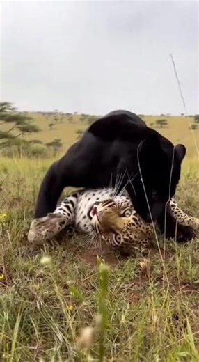 Real-Life Big Cat Brawl! Leopard & Panther Takedowns with a Guard Dog Twist