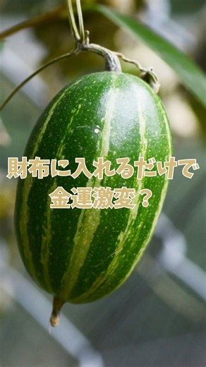 【財布に入れるだけで金運激変？】プロが教えるカラスウリのチート術 #モエチャン #shorts