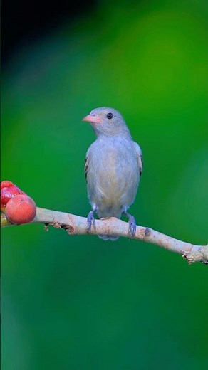 Pale-billed Flowerpecker | Smallest Bird of India | 4k
