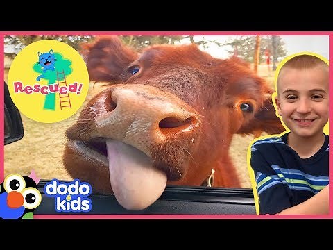 Rescued Baby Cow Follows Her Mom Like A Puppy | Animal Videos for Kids | Dodo Kids