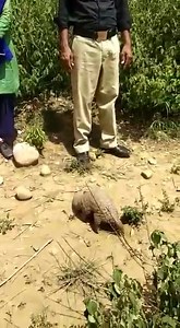 Punjab Wildlife and Parks Department Rescue Report!! 01 No. Indian Pangolin entered in Village Danna, Murree was rescued by the team of the Assistant Director Wildlife, Rawalpindi. The animal was successfully released back in Wild at Kallar Syedan. | Punjab Wildlife and Parks Department