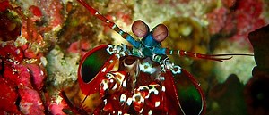 The mantis shrimp: Still awesome, but not for the reason you thought