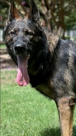 Learn more about Czech German Shepherds 🐾 #germanshepherd #gsd