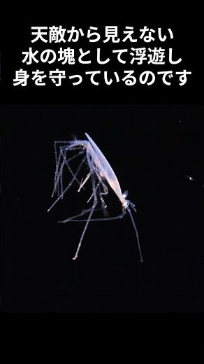 [Shocking] The transformation of a transparent, glass-like creature into a deep-sea lobster #Deep...