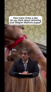 A malinois puppy will make you question life #puppy #malinois #dogs | MaligatorMom