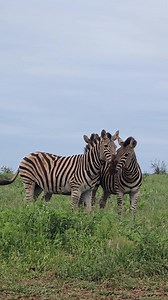 Watch these three zebra lads pulling the ultimate lip-curl flehmen face 😏🦓 Just sniffing out if she's ready to mingle via pheromone gossip on the ground – nature’s dating scene is next-level savage! 😂 #zebra #lipcurl #flehmenresponse #dating #wildlife | Hayley Myburgh Safari Guide