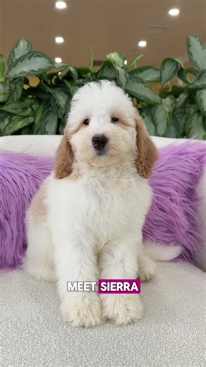 Meet Sierra: Adorable Mini F2 Bernedoodle Puppy