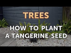How to Plant a Tangerine Seed