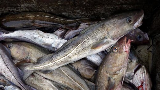 Atlantic cod population continues to decline