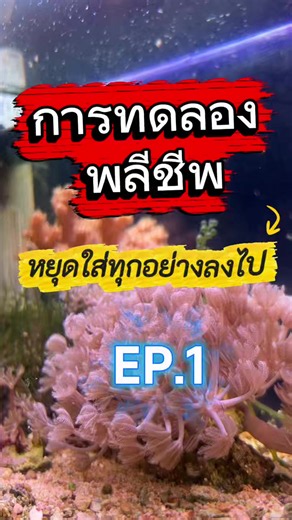 ทดลองงดใส่สารอาหารในตู้ทะเล ดูอยู่ได้นานเท่าไหร่
