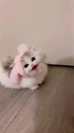 Like a babe rabbit 🐇 #catsoftiktok #cutethings #kitten #fup #soocute🥰🤗😍