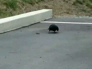 1.8K views | Snake VS Crow Fight - -  Credit: Unknown - - All credit goes to respective owners  DM for removal or credit. - - Follow us for more videos: @animalentertainment7 - - #crow #snake #hunter #closeenough #predator #greaterkruger #snakekiller #wildlife #wildlifeaddicts #animal #crowvssnake #animallovers #nature #africa #africasafari #africamagic #attack #videooftheday | Animals Wildside | Facebook