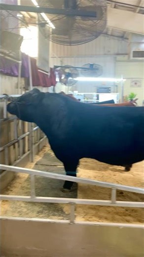 Angus Bull getting groomed! #blackangus #cattle #cattlemanscongress ‪@kennedyventures‬