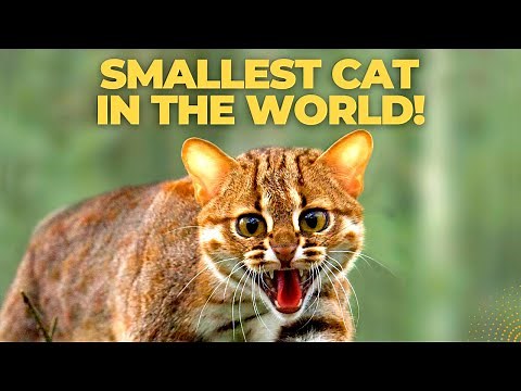 Smallest Cat in the World | Rusty Spotted Cat