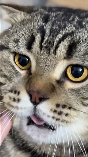 Mad Cat 😾💢 – Funniest Kitty Rage!