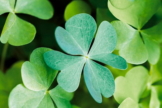 Why Four-Leaf Clovers Are Considered Lucky: Facts and Myths