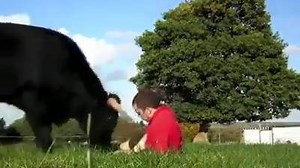 23K views · 214 reactions | People may say bulls are aggressive, but they're wrong. It only happens when their provoked. In this video you can see their beautiful side. This bull survived the bullfighting industry. Only cowards use these amazing animals for bullfighting and rodeos. Truly brave people stand against such things. Those are the real heroes <3 | Challenge 22 | Facebook