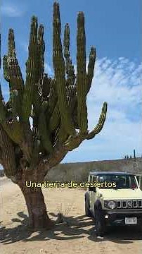 An Incredible Journey to Los Cabos, Mexico, the Aquarium of the World | Documentary Premiere on O...