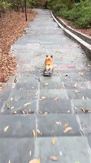 Come on, let's ride a skateboard 🛹 #Corgi #The Dog Has Come to Life