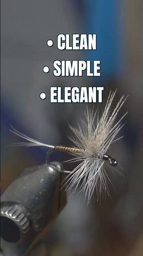 What Gives This Fly That Clean Segmented Body?