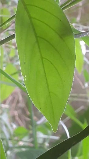 Samsung Galaxy A20 camera