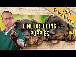 Line Breeding Dogs - a recipe for mutants? - Dog Health Vet Advice