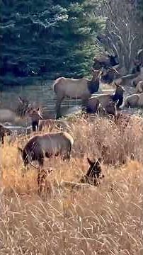 Elk Invasion!: Colorado Family’s Backyard Swarmed by Massive Herd #shorts