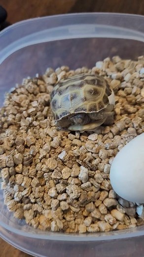 My first Russain Tortoise hatchling. | Ontario Leopard Tortoise's