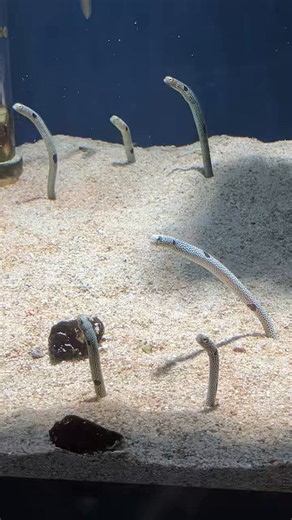 スタンプラリーで松坂屋静岡店の水族館（スマートアクアリウム静岡）へ。初訪問だけど、限られた空間なので規模は小さ目。　そして人が少ない。（平日だから？）ただ読書スペースもあり、平日は値段自己設定。　この条件なら結構需要ありそうな気がした、街中の水族館でした。#レプリコ