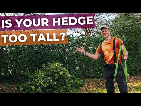 How to Reduce the Height of Your Laurel Hedge | Full Guide