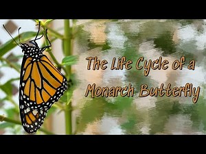 The Life Cycle of a Monarch Butterfly (4K)