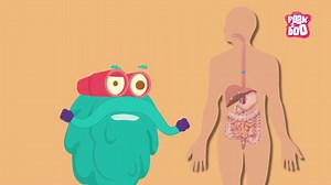 digestion process video