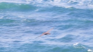 Southern Giant Petrel Flying Away Over Stock Footage Video (100% Royalty-free) 3392257073 | Shutterstock