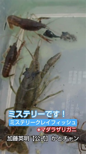 外来種マダラザリガニはミステリー！全部メス！一匹だけで繁殖するクローンザリガニです！拡散防除！加藤英明【公式】かとチャン