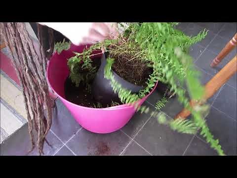 Removing dead leaves and repotting "Boston Ferns"-Nephrolepis