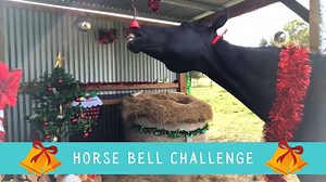 1K reactions · 320 shares | BELL RINGING CHALLENGE   We've been having lots of fun this month in the Horse Tricks Academy teaching our horses to ring bells! 朗 Here are some of our wonderful members and their horses ringing all sorts of different bells. Merry Christmas to you from all of us!   ‍♀️  | Horse Tricks 101 | Facebook