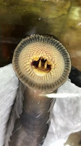 862K views · 1.9K reactions | Stuff of nightmares or much-loved...