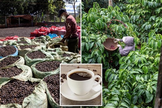 Coffee prices poised to surge again as supply chain disruptions create bean shortages