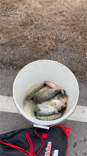 Today I’m lucky achieve target fishing 🎣 | Lyhout Hour