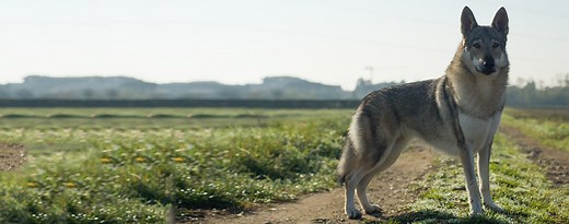 Czechoslovakian Wolfdog: Characteristics & Care | Wag!