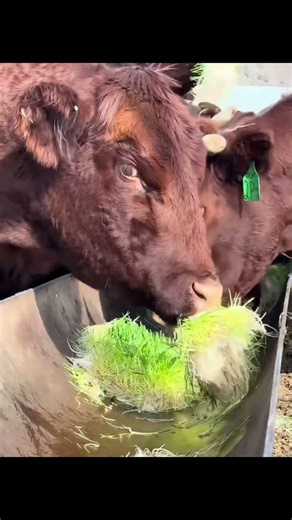 hydroponic barley fodder