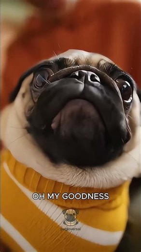 My #pug’s dramatic nail cutting day! 💅🐾