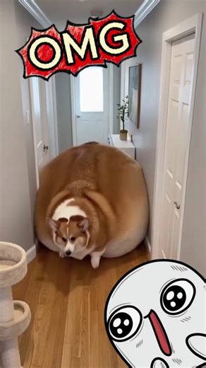 This CHUNKY CORGI Can’t Fit Through Doorways 😭🔥
