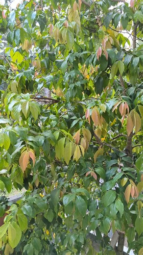 ✨Mi 12 pro ultra camera 🍃 #xiomi #xiomi12pro #mi12pro #mi12procameara #camera#telephoto