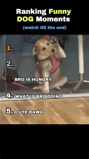 Top 5 CRAZIEST Dog Moments Ever Recorded! 🤣💀#shorts #viral #dogs